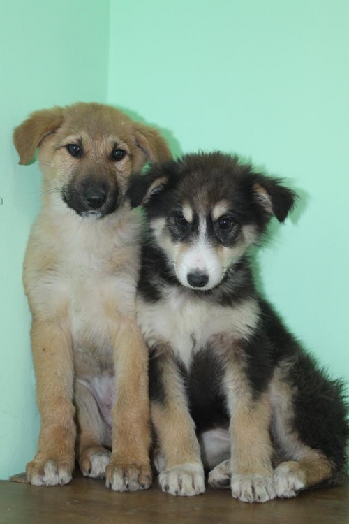 გერმანული ნაგაზის მეტისი უსახელო