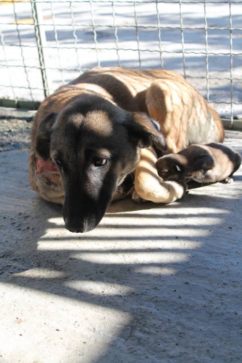 მეტისი უსახელო