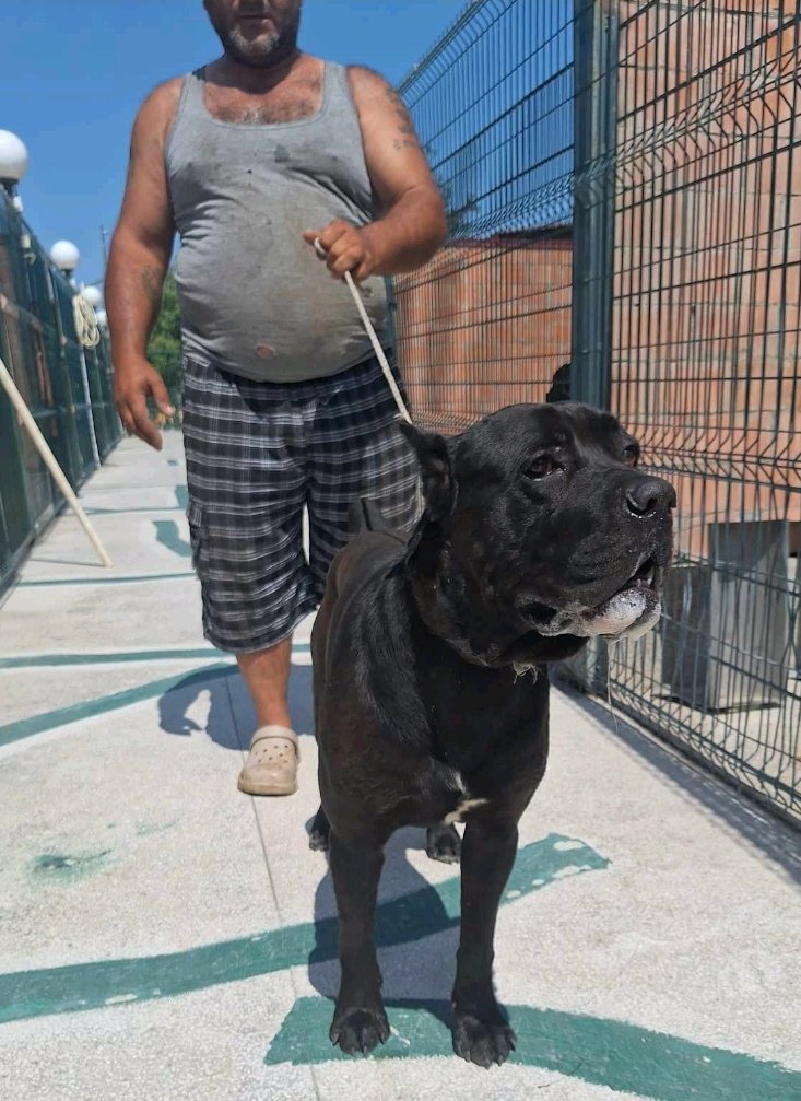 კანე კორსო. ტორი