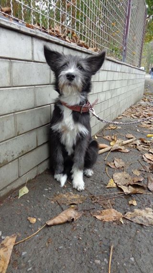 ბალონკა უსახელო