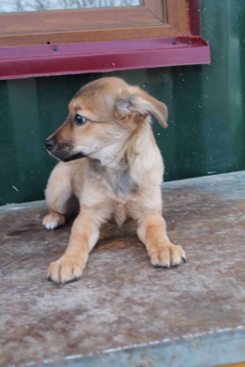 ქართული ქოფაკი ჯესი