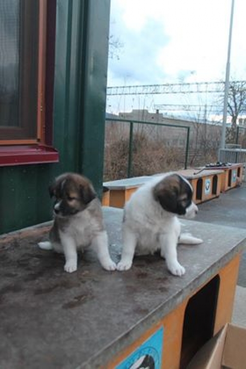 ქართული ქოფაკი უსახელო