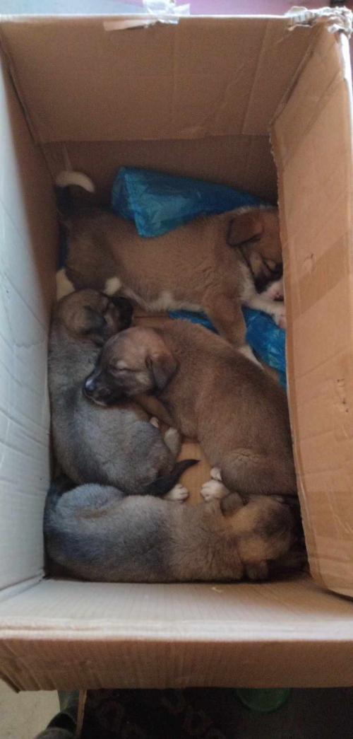 მეტისი საგურამო