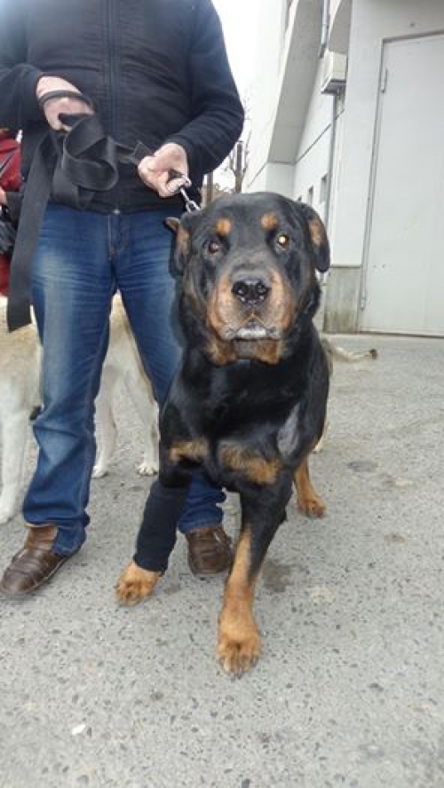 როტვეილერი მაქსი