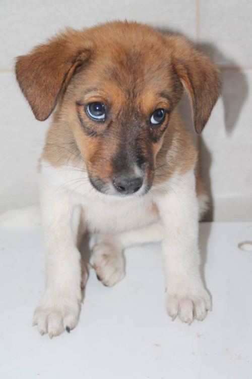 მეტისი უსახელო