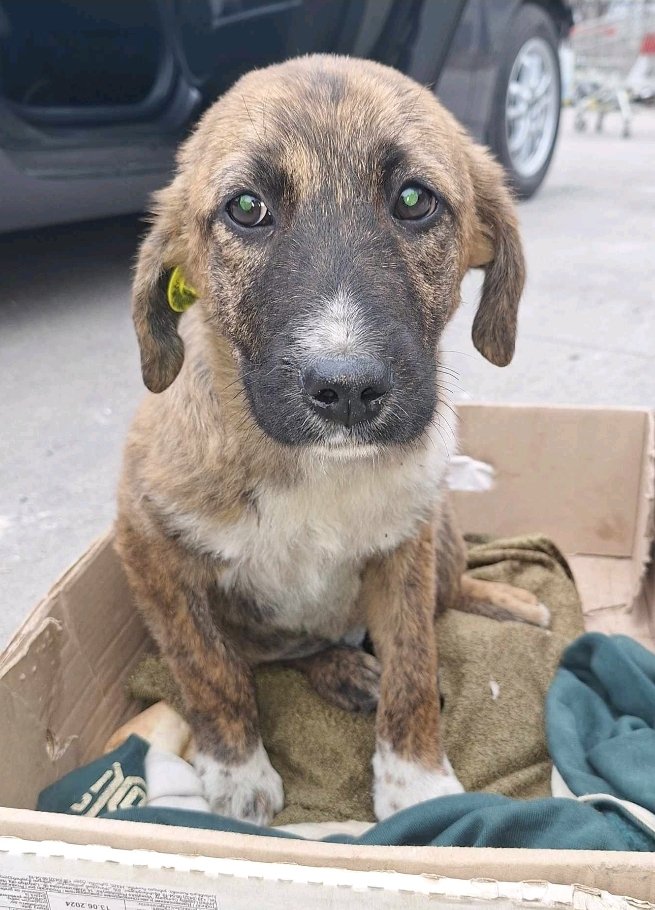 მეტისი. გუდარეხის ქუჩა