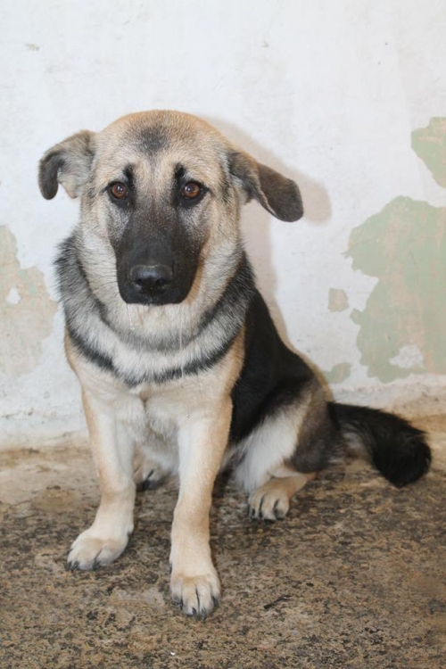 გერმანული ნაგაზი ბუჩი