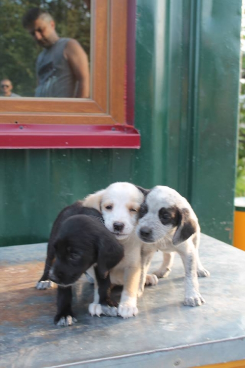 მეტისი უსახელო