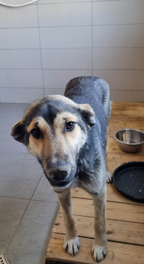 მეტისი ბეთანია