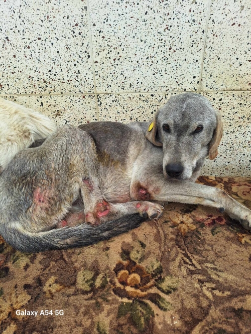 მეტისი თბ. ზღვა ჯინოფერედაისი