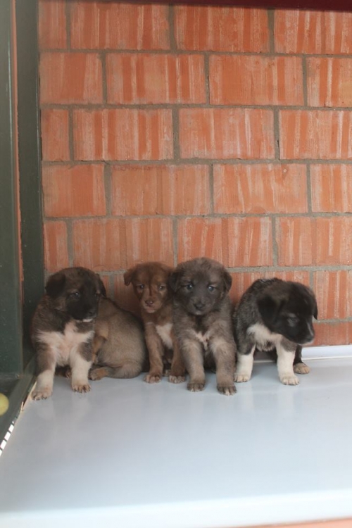 ქართული ქოფაკი უსახელო