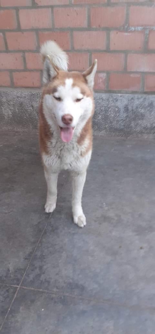 ლაიკა უსახელო