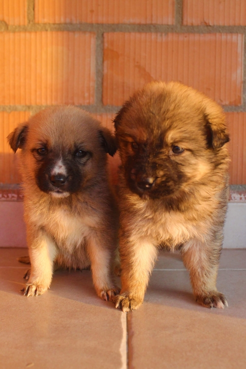 მეტისი უსახელო