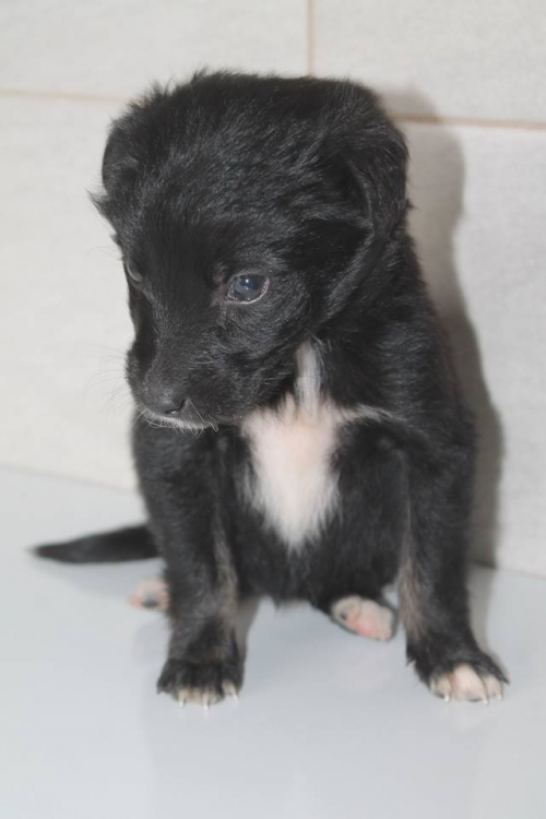 მეტისი უსახელო