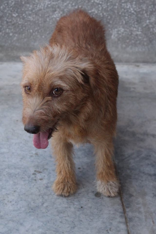 მეტისი კუსა