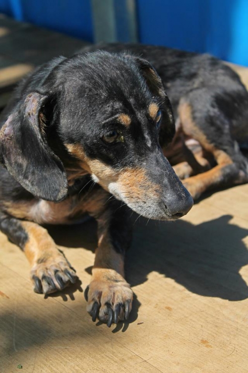 ტაქსა უსახელო