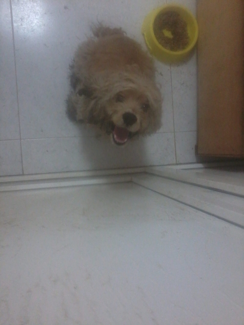 კოკერსპანიელი უცნობი