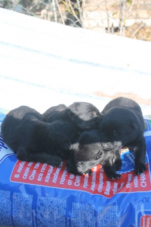 გერმანული ნაგაზი უსახელო