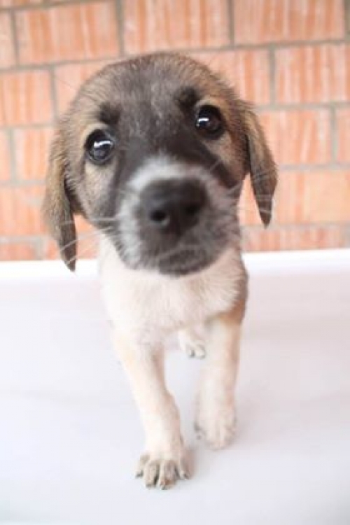 მეტისი უსახელო