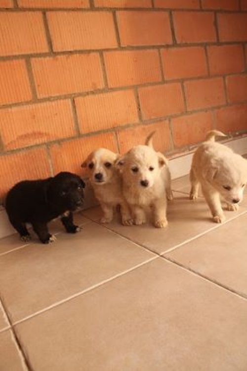 ქართული ქოფაკი უსახელო