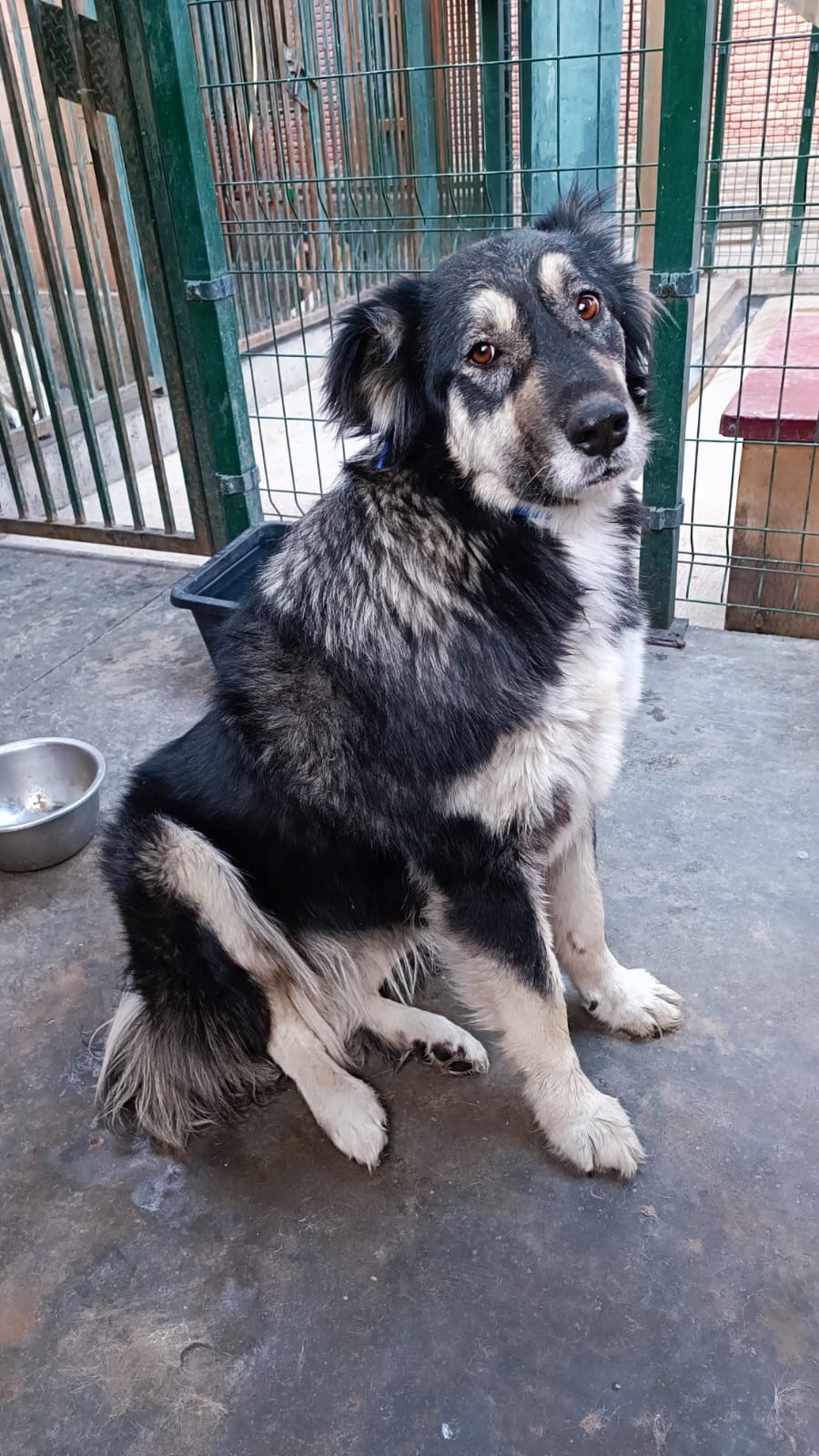 მეტისი. სადახლო