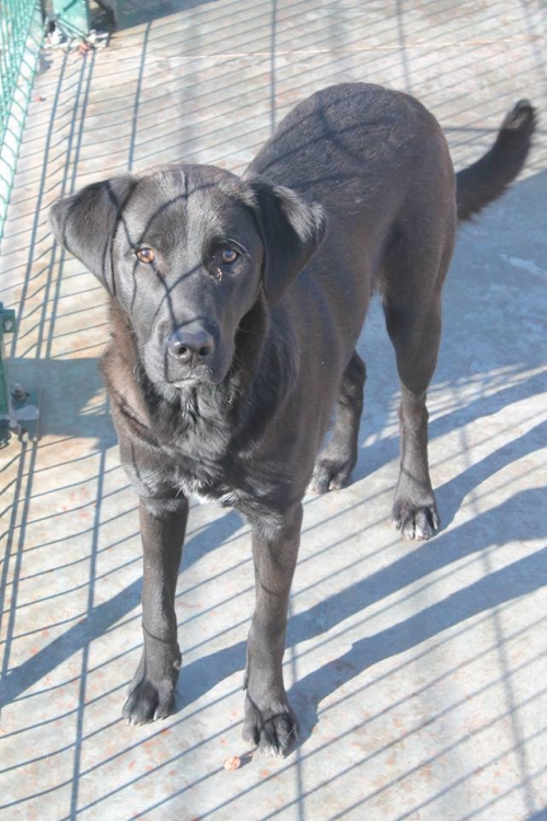 ლაბრადორის მეტისი შერი