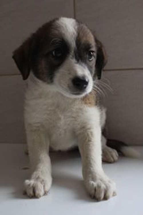 მეტისი უსახელო