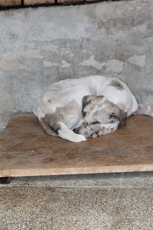 მეტისი უსახელო