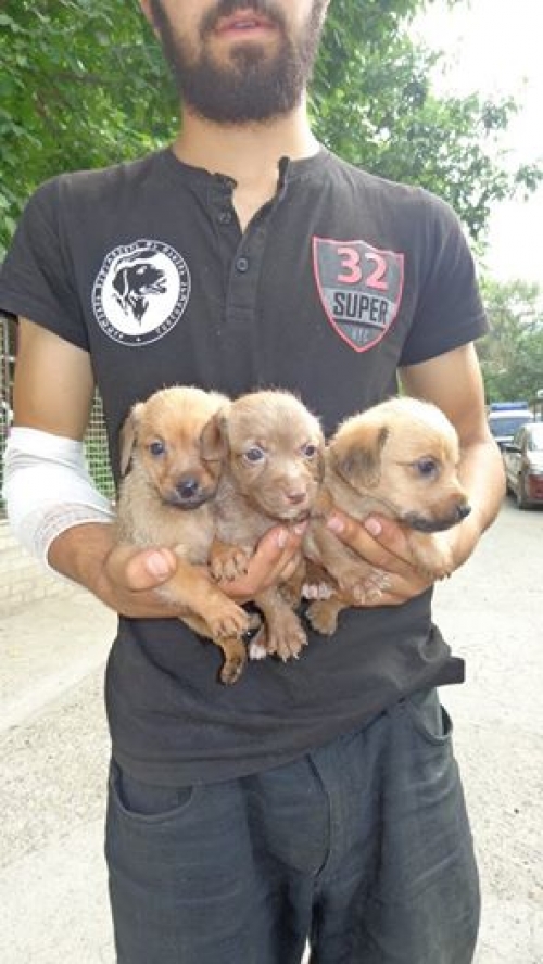 მეტისის ლეკვები უსახელოები