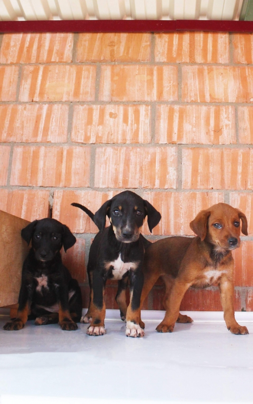 მეტისის ლეკვები უსახელო