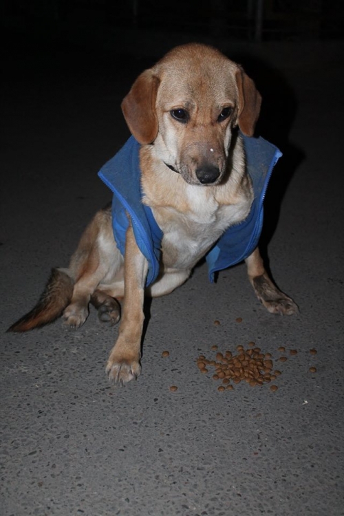 მეტისი უსახელო