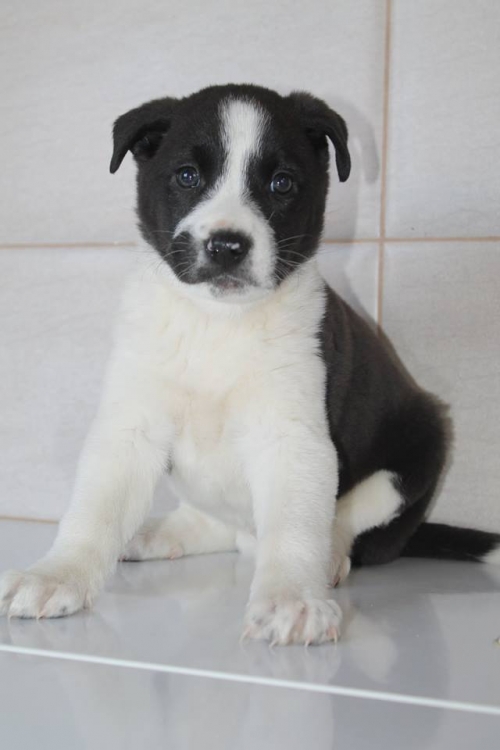 მეტისი უსახელო