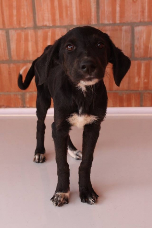 მეტისი უსახელო