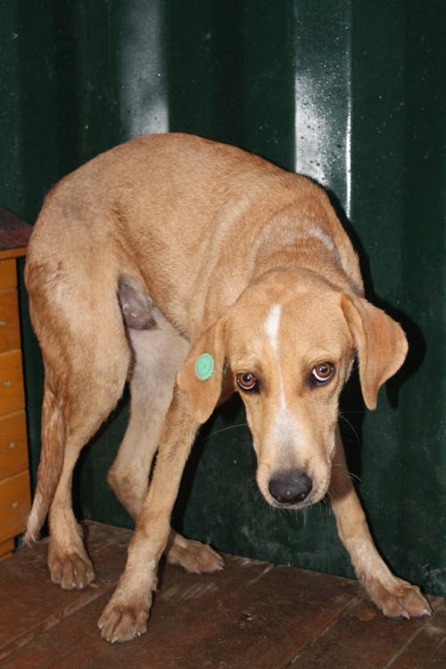 მეტისი ცუგა