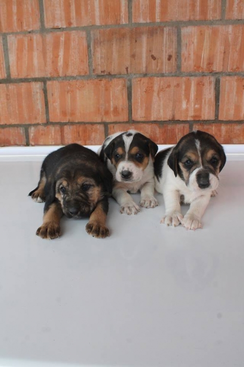 გონჩის მეტისი უსახელო