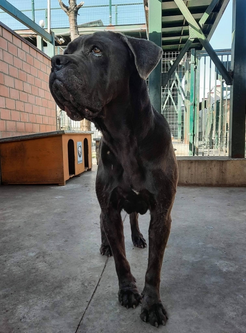 კანე კორსო თბილისის ზღვაზე ნაპოვნია