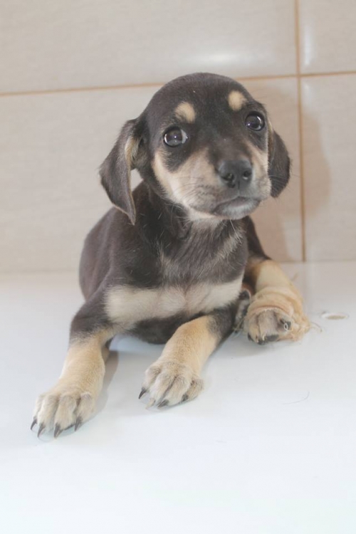 მეტისი უსახელო