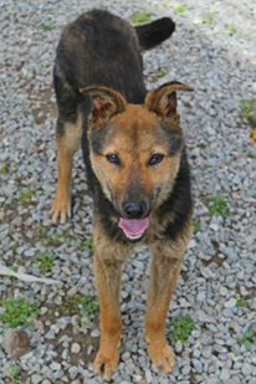 გერმანული ნაგაზის მეტისი უსახელო