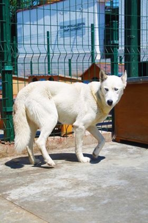 ლაიკა უსახელო