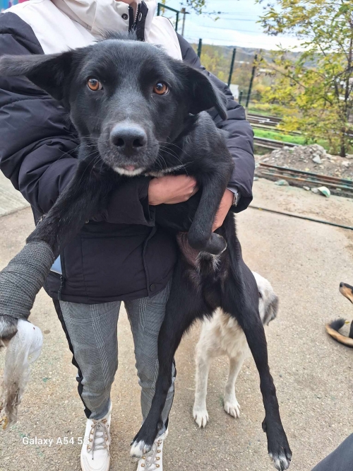 მეტისი ლაქი