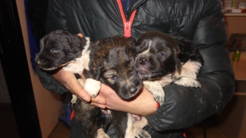 ქართული ქოფაკი უსახელო