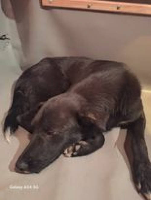 მეტისი ზაჰესი თავისუფლების ქუჩა 26