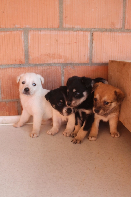 ქართული ქოფაკი უსახელო