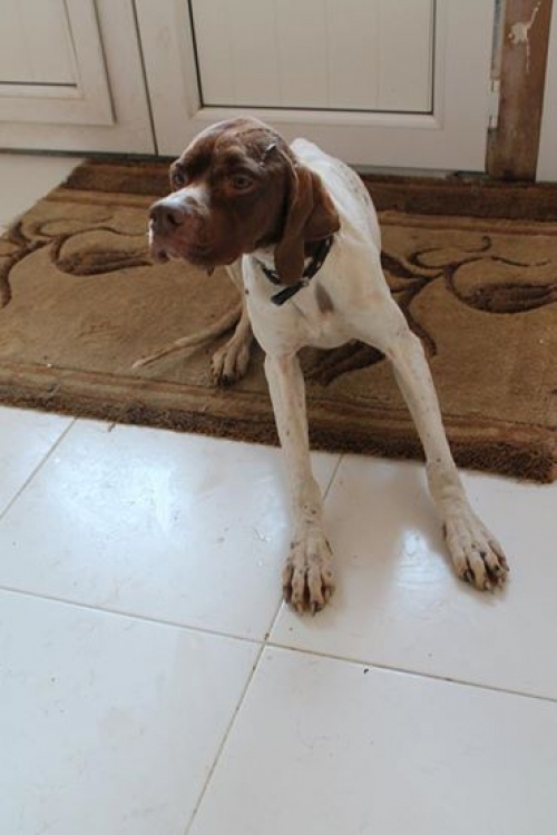 პოინტერი უსახელო