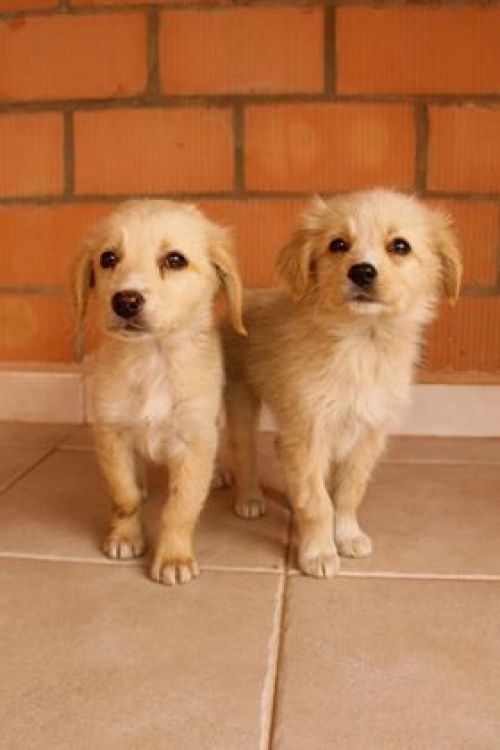 მეტისი უსახელო