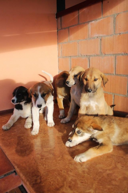 მეტისის ლეკვები უსახელო