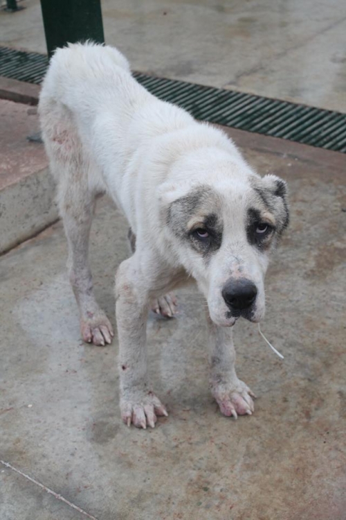 ქართული ნაგაზი უსახელო