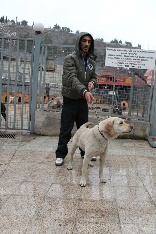 ლაბრადორი უსახელო