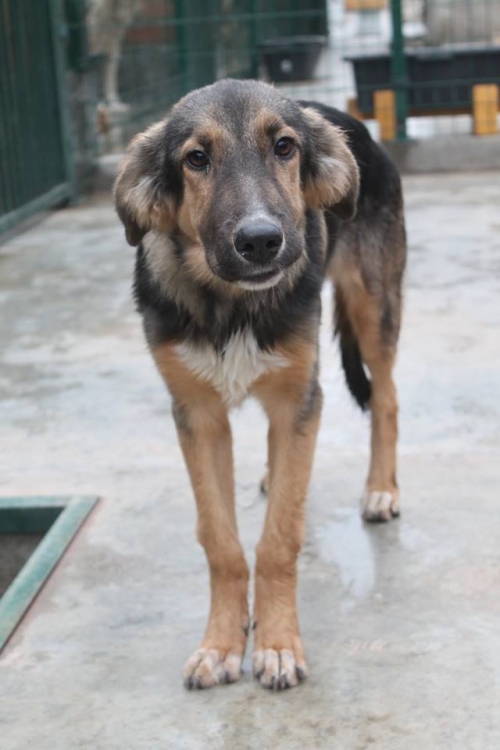 გერმანული ნაგაზის მეტისი ტობი