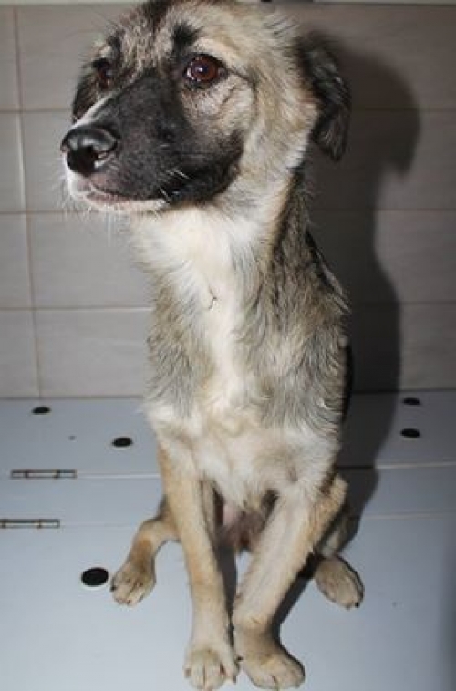 მეტისი უსახელო